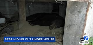 Large bear takes up residence underneath Sierra Madre home