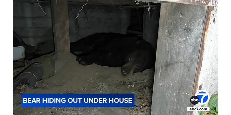 Large bear takes up residence underneath Sierra Madre home