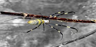 Invasive parachuting spiders spotted in Cades Cove