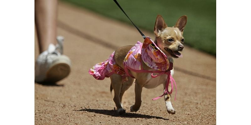 Humane Society of San Bernardino Valley event will feature pet photos with Santa