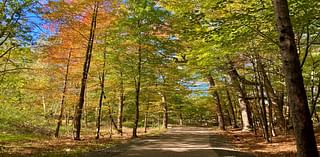 Take a fall color stroll in this thriving 80-acre forest