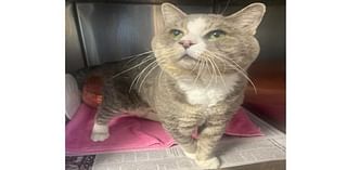 Depressed Cat In Desperate Need Of Home At Somerset Regional Animal Shelter