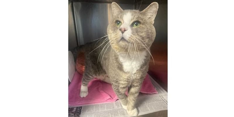 Depressed Cat In Desperate Need Of Home At Somerset Regional Animal Shelter