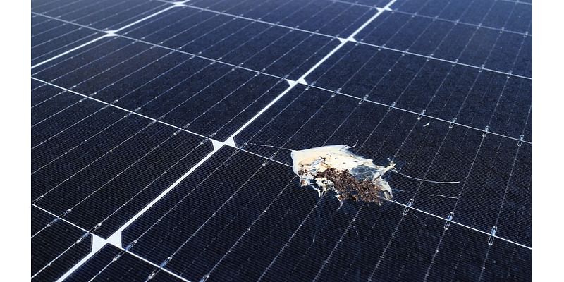 Don't Be Fooled: 7 Solar Panel Scams to Know and Avoid