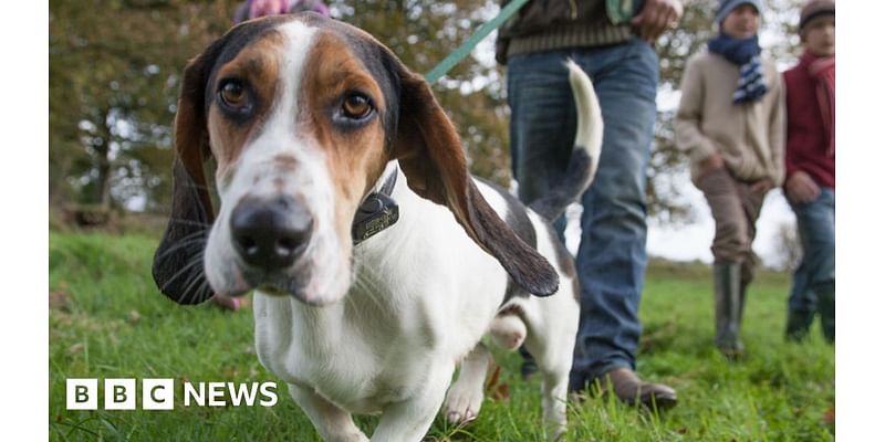 Nonsuch Park: Commercial dog walking licenses to be needed from 2025