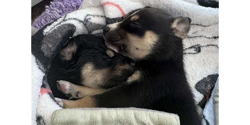 8 Puppies Rescued After Found Under a Burning Car in California: They'll 'Go on to Live Healthy and Happy Lives'