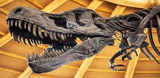 Dino Fest Features Fossil Dig, Exhibits, Arts And Crafts, Camp Fire