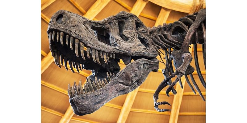 Dino Fest Features Fossil Dig, Exhibits, Arts And Crafts, Camp Fire