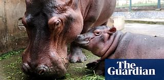 Hippo names, GPS claims and a question of degree – take the Thursday quiz