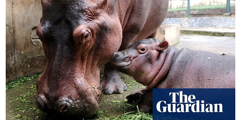 Hippo names, GPS claims and a question of degree – take the Thursday quiz