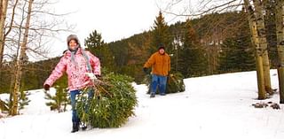 Black Hills National Forest Christmas tree permits available