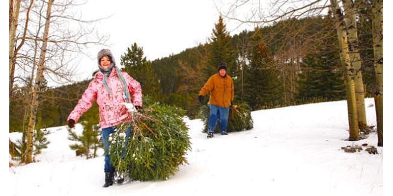 Black Hills National Forest Christmas tree permits available