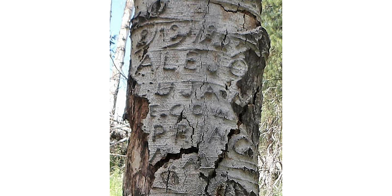 Amateur Naturalist: Forest Ecology & Creation Of Dendroglyphs