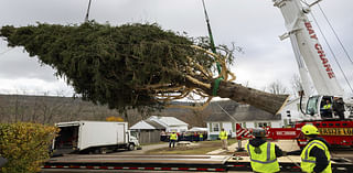 Rockefeller Center's 74-Foot Christmas Tree Begins Journey to NYC