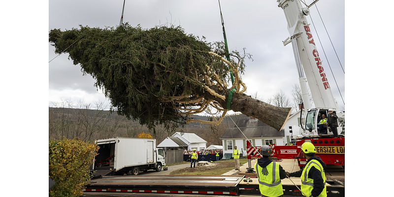 Rockefeller Center's 74-Foot Christmas Tree Begins Journey to NYC