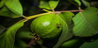 Invasive fruit fly species puts parts of Orange County under quarantine