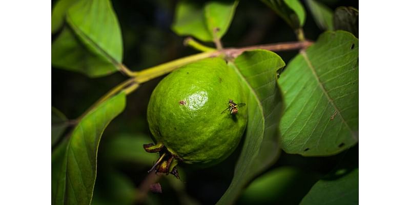 Invasive fruit fly species puts parts of Orange County under quarantine