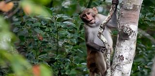 4 monkeys remain free nearly 2 weeks after dozens escaped a South Carolina compound