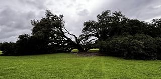 Hurricane Francine topples 230-year-old oak tree in Louisiana