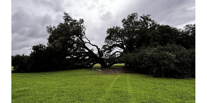 Hurricane Francine topples 230-year-old oak tree in Louisiana