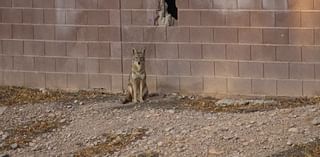 PHOTOS: Coyotes make a den in a wall, turn neighborhood into their territory