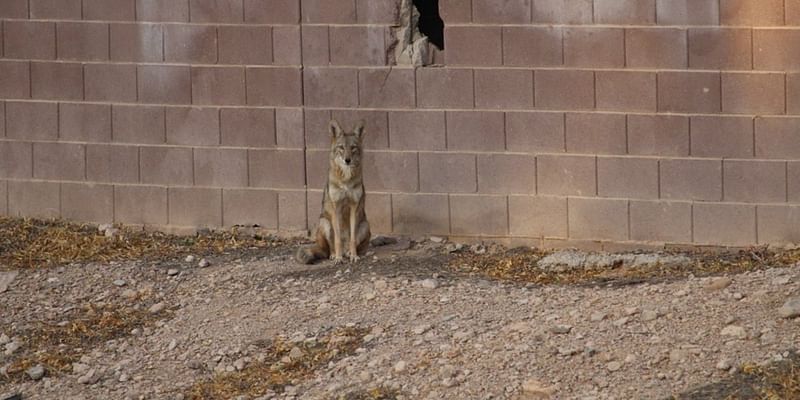 PHOTOS: Coyotes make a den in a wall, turn neighborhood into their territory