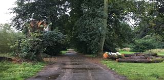 Council fined £500,000 after dog walker killed by falling tree limb