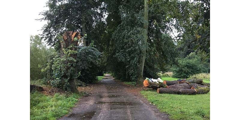 Council fined £500,000 after dog walker killed by falling tree limb