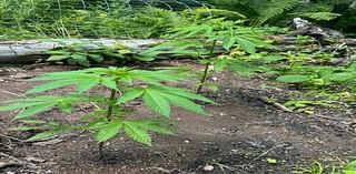 Home marijuana-growing experiment produces herby verve