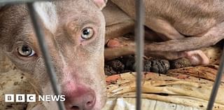 Lancashire workmen find starving puppy lying in filthy crate