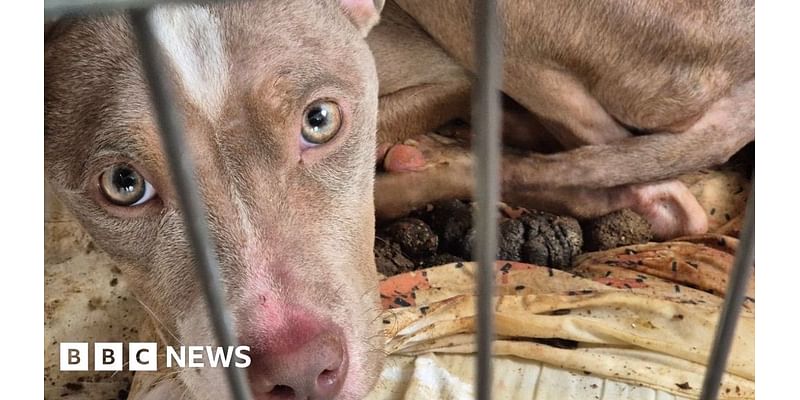 Lancashire workmen find starving puppy lying in filthy crate