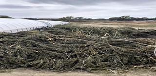 Company vows to sue over damages after New Mexico authorities destroy cannabis crops