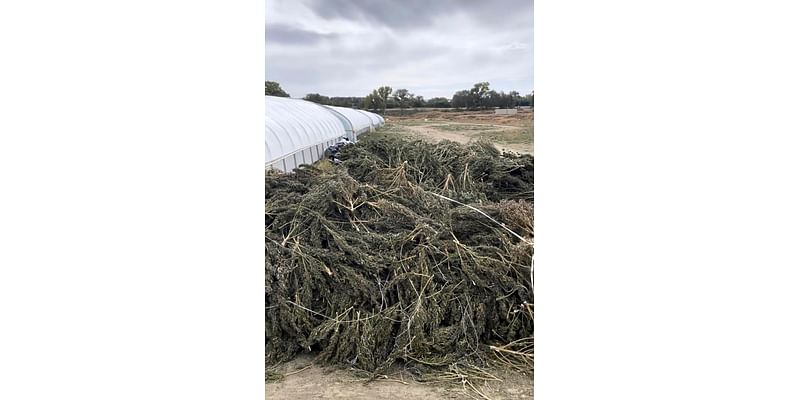 Company vows to sue over damages after New Mexico authorities destroy cannabis crops