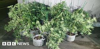 Liverpool man arrested after 20 cannabis plants found in van