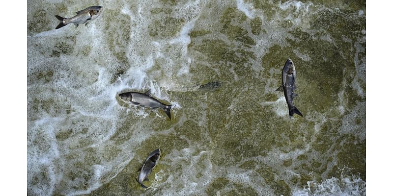 State officials urge residents to fish and eat invasive species devastating waterways: 'We want to eradicate them'