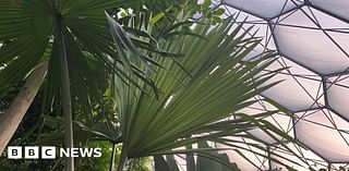 Critically endangered palm planted at Eden Project in Cornwall