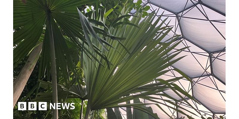 Critically endangered palm planted at Eden Project in Cornwall