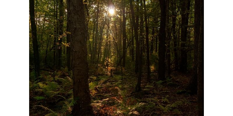 Land preservation project secures over 300 acres as part of essential conservation strategy: 'We've had so many willing landowners'