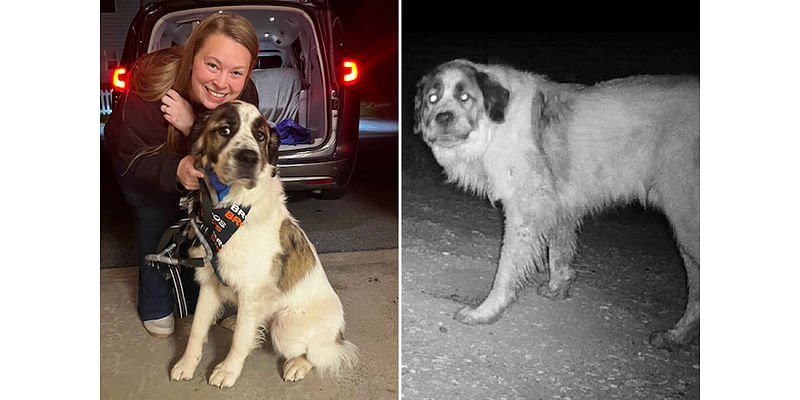 ‘Everything Fell Right Into Place’: Volunteers Help Dog Reunite With His Owner After He Went Missing 2 Years Ago