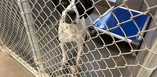 Tallahassee Animal Service Center delays renovations, allowing more time to find homes for dogs