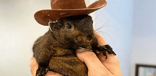 How Peanut the Squirrel became an unlikely right-wing celebrity