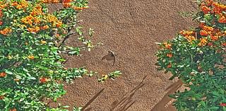 Small Lizard Basks In Sunshine In Pajarito Acres