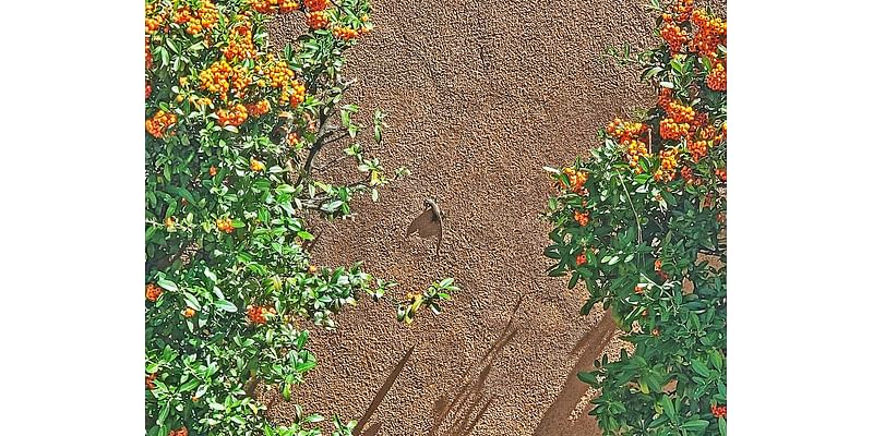 Small Lizard Basks In Sunshine In Pajarito Acres