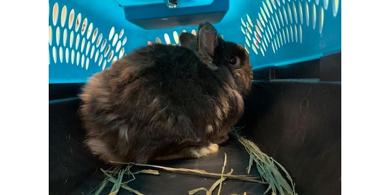 Don’t Say ‘Whoa’ to Nellie at Humane Society of Western Montana