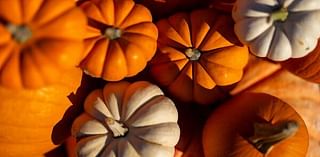 Texas pumpkin yields and quality up despite hot summer