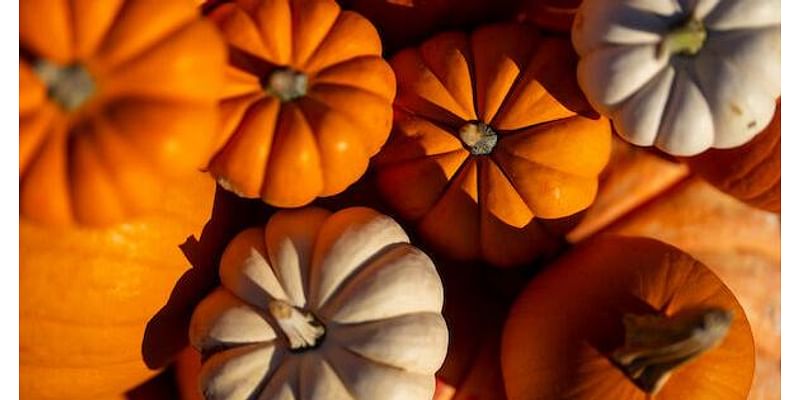 Texas pumpkin yields and quality up despite hot summer