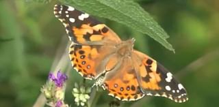 Texas Parks and Wildlife shares the importance of wildflowers