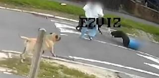 Horrifying moment man, 47, is mauled by pair of dogs after they 'escaped onto the street'