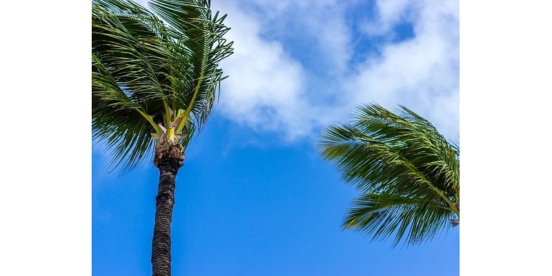 60 MPH Winds Trigger Red Flag Warning In Laguna Beach