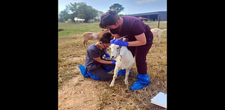 On Learning with Addition of Kiko Goats to Education Center